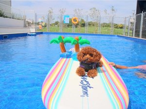 「Dog　pool　village富津海岸」の本格的なドッグプール♪