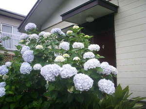 「貸別荘　飯田」の６月に咲くはまなす棟の前のあじさいの花です。