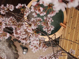 満開の桜は湯船から手が届きそう（24年4月6日撮影）
