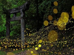 「リブマックスリゾート天城湯ヶ島」の伊豆天城は、毎年6月から7月にかけて幻想的なホタルの光が舞い踊る、自然豊かな静岡の名所です。