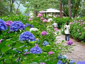 「割烹民宿　小はじ」の下田城山公園のあじさいが咲き始めました。