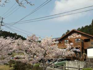 「ペンション　　ピクニック」の桜の季節　ピクニックの周りは桜並木です