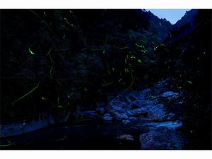「中津渓谷ゆの森」の2023/6/15に撮影した中津渓谷のホタルです。