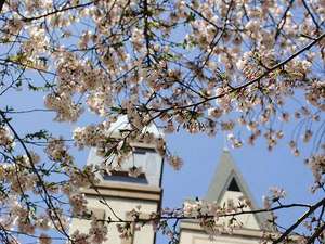 *【春】待ちに待った桜の季節到来