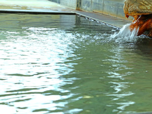 【#温泉】飯坂温泉の源泉を100％かけ流し。冷え性や疲労回復などに効果が期待できる温泉です♪　