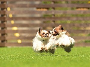 わんちゃんと過ごす寛ぎの休日　離邸　花心庵イメージ２