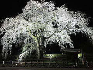 【周辺】天然記念物に指定された角館の枝垂れ桜