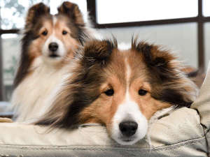 伊勢二見 愛犬と泊まれる旅館 まつしん