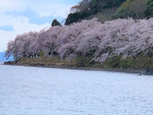 海図大崎の桜
