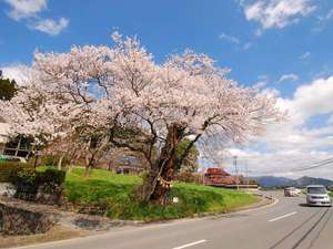 平泉の歴史と自然美を感じる樹齢４００年超　ご神木の「エドヒガン桜」