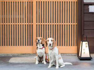 「洛龍菴　西陣北はぎ・あじさい」のわんちゃん中型犬まで最大2匹ご宿泊可能宿です。