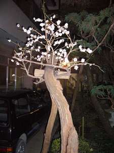 宿中庭にある樹齢１００年の梅ノ木です。今年も咲きました。（４月１０日）