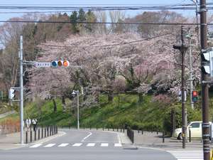 観光物産センタ―前の桜、４月半ばごろ、宿より徒歩３分。