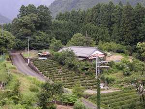 「農家民宿はる」の茶畑と杉林に囲まれた隠れ宿