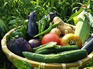 「農園民宿　春名」の有機栽培・無農薬　自家菜園の季節野菜をぜひご賞味下さい