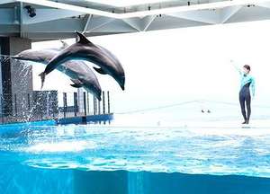 ★上越市立水族博物館　「うみがたり」雄大な日本海を背景にバンドウイルカが豪快にジャンプ！