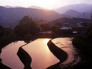 山荘から車で30分湯ヶ島長野集落の日本棚田百選に選ばれた棚田です