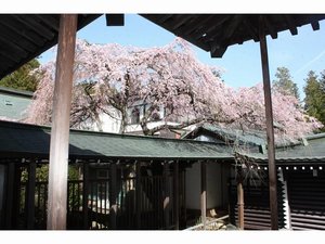 「高野山温泉　福智院」の本堂から見える桜（2021年）その2