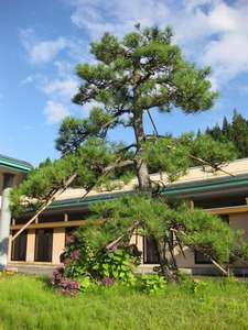 「協和温泉　四季の湯　」の当館のシンボル松の木がお出迎え