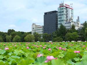 「アパホテル〈京成上野駅前〉」の夏にはお部屋（レイク＆シティ部ビュー）から蓮の花のご鑑賞が可能です