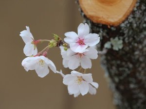 「山神温泉　湯乃元館」のお庭　春の風景