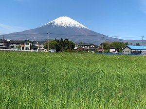 富士山　春景色
