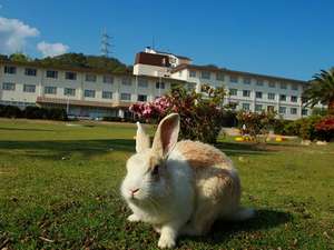 「休暇村大久野島」の本館前の広場ではウサギ達が皆様をお待ちしております。