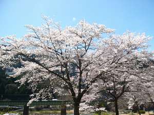 さくら満開です見頃は4/20くらいまでしょう