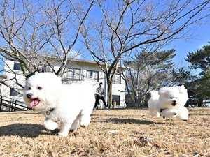 【屋外ドッグラン】豊かな自然の中の潮風が心地いい♪