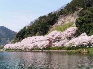 日本さくらの名所100選『海津大崎』で、春を満喫+゜