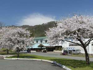 「金矢温泉ホテル銀河パークはなまき」の宿の正面にはシンボル的な桜が咲き誇ります。