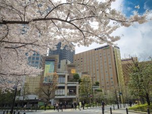 「ホテルメトロポリタンエドモント」の春には、ホテルの近くで桜がご覧いただけます。