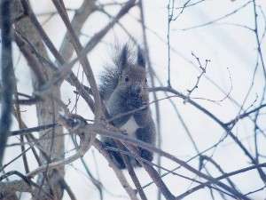 冬、エゾリスを眺めながらの朝食タイムを！