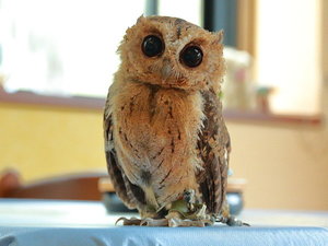 「フクロウのいる宿　オーベルジュ渓翠館」の看板ふくろうの桃