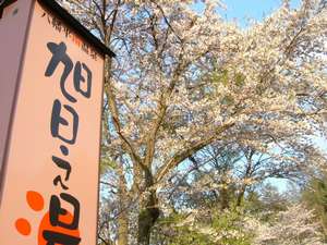 「八幡平南温泉　旭日之湯」の看板と桜２