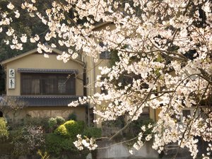 「オーベルジュ　花季」の松川沿いの桜