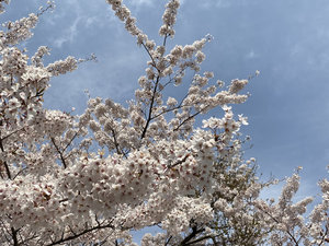 桜