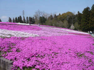 芝桜