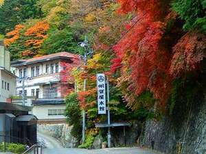 「首都圏に近い秘湯　明賀屋（みょうがや）本館」の11月紅葉時期の玄関前、真っ赤に紅葉した美しいモミジを見る事が出来ます。