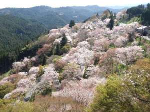 いざ、春の吉野山へ！！