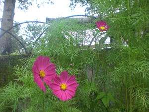 初夏庭に咲き始めたコスモスの花。