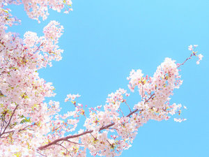 **春到来！美しい桜に癒されましょう。（イメージ）