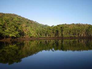 「ペンションなかまがわ」の仲間川。日本最大規模のマングローブ林を持つ川で、その眺めはアマゾンのジャングルを連想させます。