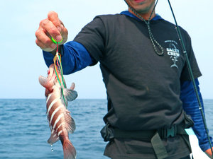 「尖閣荘」の【#船釣り】釣り好きの若旦那自ら釣り上げる魚をご提供！獲れたてピチピチ鮮度が違います！