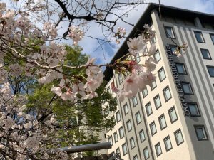 「大阪リバーサイドホテル」のホテル外観（桜シーズン）