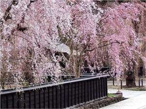 武家屋敷「角館のしだれ桜」