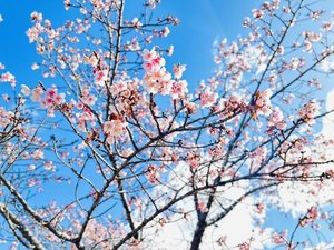 「冬桜の宿　神泉」の冬桜