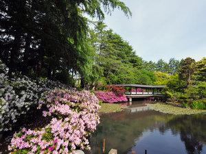 「金沢・辰口温泉　やさしさの宿　まつさき」の5月。松泉湖を囲むつつじが見頃を迎える。