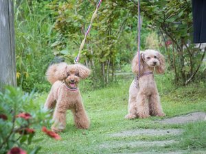 楽しげに遊ぶ愛犬と旅の思い出を振り返ってみては。