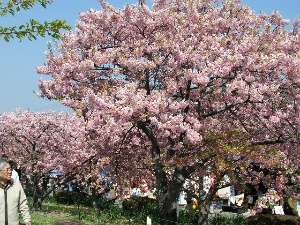 河津桜は２月上旬より咲き始めます　河津桜祭りは２月６日頃から始まります　宿より車で５分位で行けます。